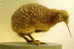 Apterygiformes Kiwi Bird  ,  Postal Stationery -Articles Postaux -Postsache F (A50-36) - Kiwi