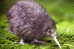 Apterygiformes Kiwi Bird  ,  Postal Stationery -Articles Postaux -Postsache F (A50-35) - Kiwi's