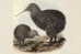 Apterygiformes Kiwi Bird  ,  Postal Stationery -Articles Postaux -Postsache F (A52-43) - Kiwi
