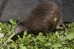 Apterygiformes Kiwi Bird  ,  Postal Stationery -Articles Postaux -Postsache F (A52-50) - Kiwis