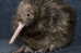 Apterygiformes Kiwi Bird  ,  Postal Stationery -Articles Postaux -Postsache F (A52-51) - Kiwi's