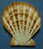 N°3378 //  COMPTOPALLIUM  RADULA  " Nelle-CALEDONIE " // F++/F+++ : GROS : 89mm //  PEU COURANT . - Seashells & Snail-shells
