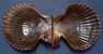 N°3398 //  CHLAMYS  GLORIOSA  " Nelle-CALEDONIE " // F+++ : 69,8mm // ASSEZ RARE . - Seashells & Snail-shells