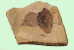 Fossils   ,   Postal Stationery -Articles Postaux -Postsache F (A74-38) - Fossielen