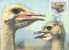 Birds - Ostrich / Strauss / Struisvogel - Avestruces
