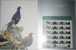 Folio Taiwan 1993 Bird - Mikado Pheasant Stamps Egg Hatch Fauna Brood - Unused Stamps