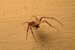 E05-74    @   Spider   , ( Postal Stationery , Articles Postaux ) - Spiders