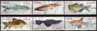 Naturschutz Fische 1988 Brasilien 2276/1,24xZD-Varianten+6-Block O 40€ Beil Bart Neon Kärpfling Wels Glanzwels Bf BRAZIL - Lots & Serien