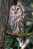 Owl Bird   ,   Postal Stationery -Articles Postaux -Postsache F (Y04-41) - Owls
