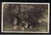 RB 648 -  1914 Real Photo Postcard Rabbits "Home Life In A Wood" Beatrix Potter Country - Cumbria Lake District - Other & Unclassified