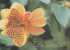 Moldova  Moldavie  Moldavia  Moldau , 1996 , Butterfly  Flowers ; Pre-paid Postcard - Moldova