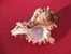 - MUREX . ENV. 11CM - Seashells & Snail-shells