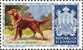 Delcampe - SAN MARINO 1956 CANI SERIE COMPLETA MNH - Nuevos