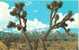 Joshua Tree "Praying Plant" Trunk Has No Annual Rings - Autres & Non Classés