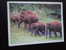 15880 POSTCARD: INDIA: Elephants - The Periyar Wildlife Sanctuary. - Indien