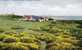 GUERNSEY  -  L´ANCRESSE COMMON . SHOWING BUNGALOWS. - BELLE CARTE  - - Guernsey