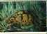 - TORTUE DE HERMANN. HUILE SUR PANNEAU NON SIGNEE - Oelbilder