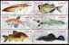 Fische Brasilien 2276/1,4xER+6-Block O 36€ WWF Bauchfisch Gabelbart Neon Kärpfling Glanz-Wels Blocs Fish Sheet Bf Brazil - Verzamelingen (in Albums)