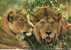 CARTE-1960/70-AFRIQUE-CAMEROUN-LIONS-TBE - Lions