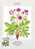 ISLANDE CARTE MAXIMUM NUM YVERT  547  FLEURS  FLORE PROTECTION DE LA NATURE - Cartoline Maximum