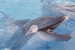 E-10zc/Do  26 ^^  Marine Mammal Dolphin Mammifères Marins   Dauphins , ( Postal Stationery , Articles Postaux ) - Dolphins