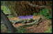 Louisiane - Alligators - Reptiles  - Réf :12765 - Other & Unclassified