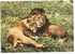 Lion And Lioness East African Game Kenya 1978 - Lions