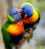 New Postcard, Postkarte, Carte Postale, Animal, Tier, Animale, Bird, Parrot - Vogels