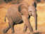 New Postcard, Postkarte, Carte Postale, Animal, Tier, Animale, Little Elephant - Elephants