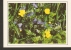 Poland, Flora Flowers - Jaskry I Przetaczniki Paigle Buttercup & Speedwell  - Photo By Michal Korwin-Kossakowski - Piante Medicinali