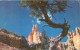 USA – United States – Queen's Garden, Bryce National Park, Utah 1958 Used Postcard [P4436] - Bryce Canyon