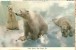 USA – United States – Polar Bears, San Diego Zoo, 1971 Used Postcard [P4441] - San Diego