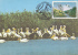 Romania,Pelicans,CM,maxicard,carte Maximum With Birds WWF 1997. - Pelikane