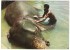 SRI LANKA (CEYLON) - ELEPHANT'S BATH.KATUGASTOTA / THEMATIC STAMP-FISH-SAPPHIRE - Sri Lanka (Ceylon)