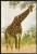 Giraffe Kameelperd Johannesburg South Africa 1963 - Girafes