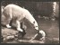 Zoo Basel Eisbären Zoologischer Garten 1956 - Ours