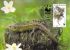 BELGIQUE      WWF CARTE MAXIMUM NUM.YVERT 2897  PROTECTION DE LA NATURE  LEZARD - Maximum Cards