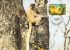 BHOUTAN    WWF CARTE MAXIMUM NUM.YVERT 622  PROTECTION DE LA NATURE SINGE - Cartes-maximum