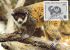 COMORES  WWF CARTE MAXIMUM NUM.YVERT  PA 240  PROTECTION DE LA NATURE  LEMURIEN - Maximum Cards