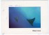 MALDIVE ISLANDS - EAGLE RAYS - FISH / THEMATIC STAMP-FLOWER - Maldive