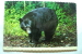 Black Bear - Ours - Ours