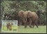 WWF - 1988 - Gabon - Eléphant De Forêt - FDC 1 Carte + 1 Lettre - Other & Unclassified