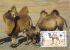 MONGOLIE     WWF CARTE MAXIMUM NUM.YVERT  1362    PROTECTION DE LA NATURE   CHAMEAU - Maximum Cards