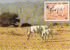 NIGER       WWF CARTE MAXIMUM NUM.YVERT 675   PROTECTION DE LA NATURE  ADDAX - Maximumkarten