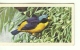 @@@ TROPICAL BIRDS Collection Card - Brooke Bond Tea - No:29 - BLUE-HOODED EUPHONIA - Other & Unclassified