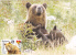 Bears Ours,2006 CM,maxicard,cartes Maximum, - Bulgaria. - Bears