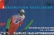 CARTE-AUTRICHE-MAGNETIQUE         -1997-SAUT  A SKI-FIS SKIFLUG 1997-TBE - Austria