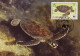 Anguilla 1983 MiNr. 541 - 544 Marine Life WWF Reptiles Turtles 4v MC  50,00 € - Schildpadden