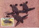 Anguilla 1983 MiNr. 541 - 544 Marine Life WWF Reptiles Turtles 4v MC  50,00 € - Schildpadden