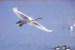 03A 066  @    Bird Swans Oiseaux  Cygnes Vögel  Schwäne Pájaros  Cisnes  ( Postal Stationery , Articles Postaux ) - Cigni